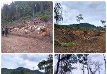 Guma Valley Expresses Reservations over Rampant Spate of Deforestation