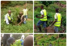Guma Plants 2,700 Tress at FBC Botanical Garden