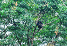 COVID-19 And The Environment… Can We Go Back To Normal?