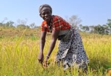 From Swamp to Sustenance: How Women and Youth Are Transforming Agriculture in Falaba