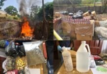 Security Agencies Destroy Narcotics Valued at Over NLe 1.6 Million in Anti-Drug Crackdown