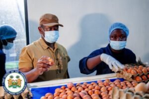 Two workers in an egg-processing line wear masks and gloves, sorting eggs from cartons on a conveyor; one holds an egg while a second assists.