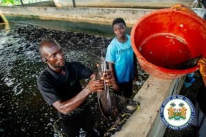 Two men at a fish farm lift a large fish from a net in a concrete pond, with a red bucket nearby.