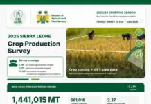 Rice Production Rises by 4.2% as Sierra Leone Moves Closer to Food Self-Sufficiency Infographic showing the 2025 Sierra Leone Crop Production Survey with field image and production stats from the Ministry of Agriculture and Feed Salone Logo area, highlighting crop data and area metrics.