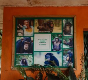 | The Calabash Newspaper Colorful collage of chimpanzee photos and names mounted on an orange wall, with a central sign about the nursery enclosure.