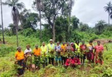 BLP Groundnut Harvest Marks New Phase of Community-Led Agriculture in Bombali Group of farmers in a tropical field, holding bundled leafy greens, with palm trees in the background.