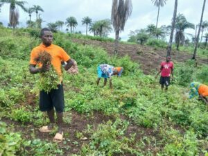 Man in orange shirt holds a bundle of harvested greens in a field while others harvest plants in the background under palm trees.
